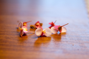 flowers on wooden background