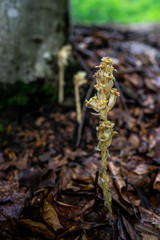 Hiking in Zakopane