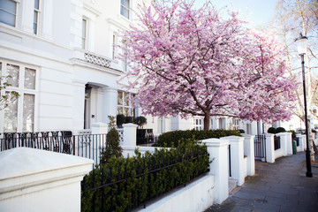 Flower Tree in Notting Hill