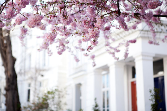 Flower tree in Notting Hill