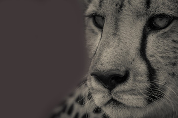 Cheetah portrait in black and white