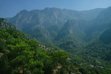 mountains and forest