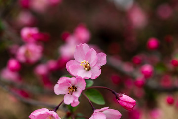 Obraz premium 可憐に咲く花かいどう