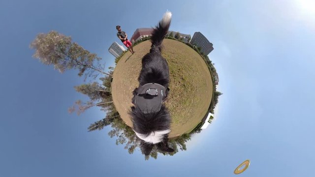 dog playing fetch in 360 tiny planet