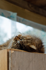 кошка