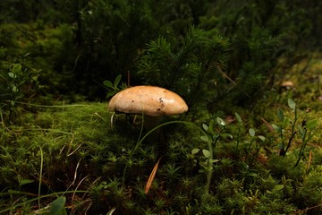 Mushroom in moss