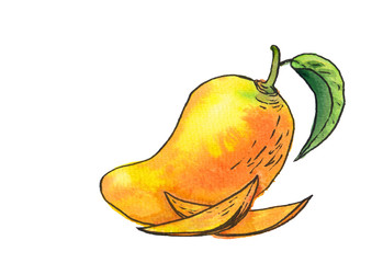 Watercolor painting with colorful tropical mango fruit isolated on white background. Sketch illustration for fruits smoothie, juice, food hall decoration, cards. Vibrant bright food design element.