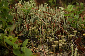 lichen