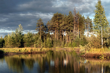 Trees on the shore of a warm lake. Coniferous pine forest near a taiga pond.