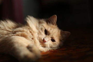 Lazy lovely fluffy ginger cat lying and basking on sun. Beige cute kitten relaxing.