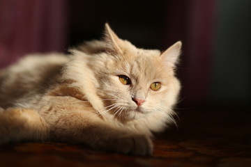 Lazy lovely fluffy ginger cat lying and basking on sun. Beige cute kitten relaxing.