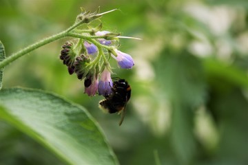 bee on a flower