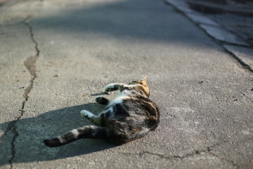 Lazy street cat lying and basking on sun. Cute kitten relaxing.
