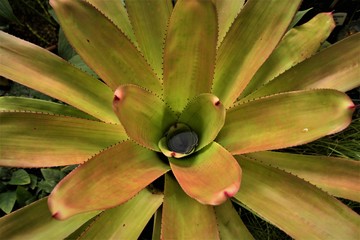 Fototapeta premium closeup of succulent