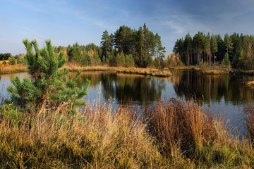 Trees on the shore of a warm lake. Coniferous pine forest near a taiga pond.