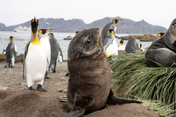 fur seal pup with king penguins, South Georgia