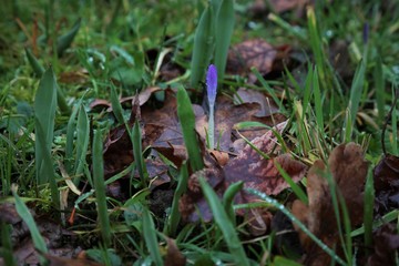 spring is coming