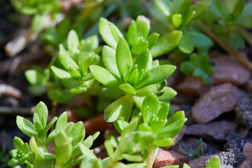 Plant Sempervivum tectorum flower.  Flowering sempervivum. (Sempervivum arachnoideum. Sempervivum tectorum) Great healthy plant for herbal medicine