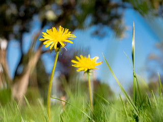Macro view of two dandelions Taraxacum officinale among the grass in a garden