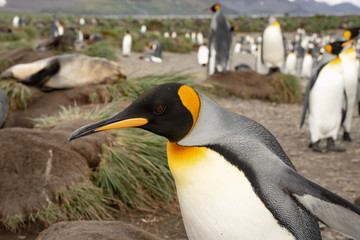 king penguins