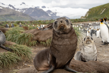 fur seal pup with king penguins, South Georgia