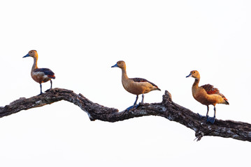 Whistling Duck