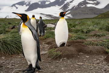 penguins in antarctica