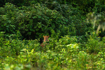 Sri Lankan Leopard