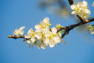 Plum flowers blooming in early spring