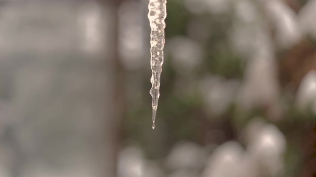 Icicle melting fast from the warm sunny day