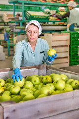Employee inspecting quality of apples in sorting factory