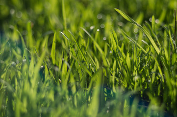 Fresh green grass close up with bokeh in spring