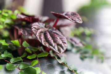 Peperomia caperata (native to Brazil) close-up and asplenium on a blurry background in a thriving flower pot. Garden of potted plants at home. Soft focus