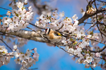 Stiebitz-einheimischer Vogel in blühendem Apfelbaum