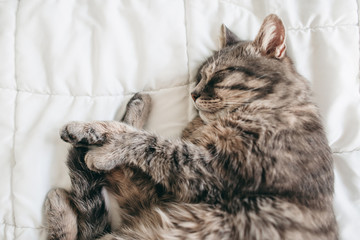 Adult gray striped cat lying, sleep on a white bed