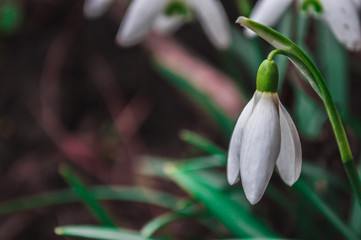 White snowdrops closeup with blurred background