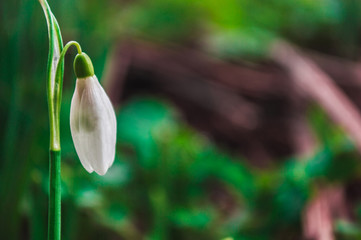 White snowdrops closeup with blurred background