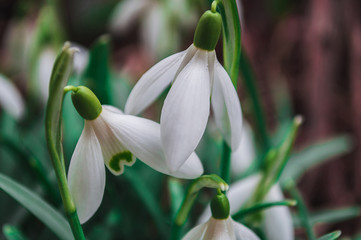 Fototapeta premium White snowdrops closeup with blurred background