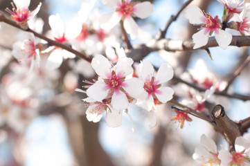 Plum blossoms in spring, white and pink blossoms.