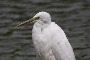 White egret closeup portrait
