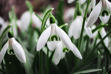 White snowdrops closeup with blurred background