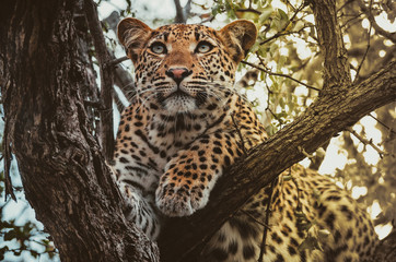 Female Leopard in a Buffalo Thorn tree