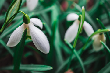 White snowdrops closeup with blurred background