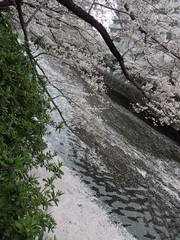 目黒川の満開の桜