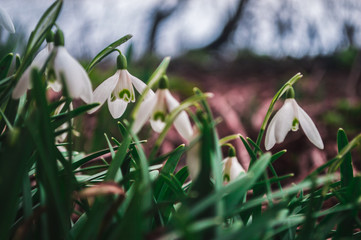 White snowdrops closeup with blurred background