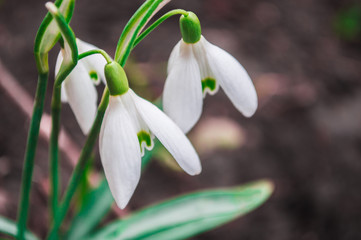 White snowdrops closeup with blurred background