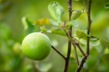 lemons on the tree
