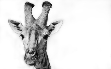 Giraffe portrait in Black and white
