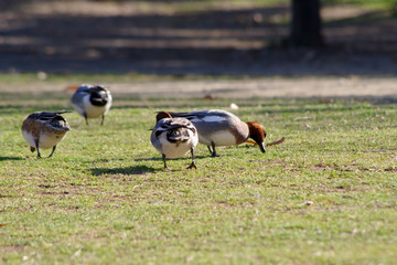 芝生の上を歩くカモ