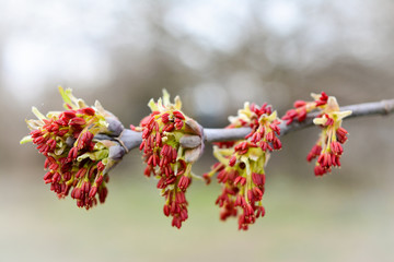 flowering ash tree